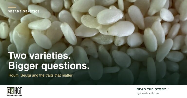 A close view of pale sesame seeds. Sesame Australia article card: Two varieties. Bigger questions.