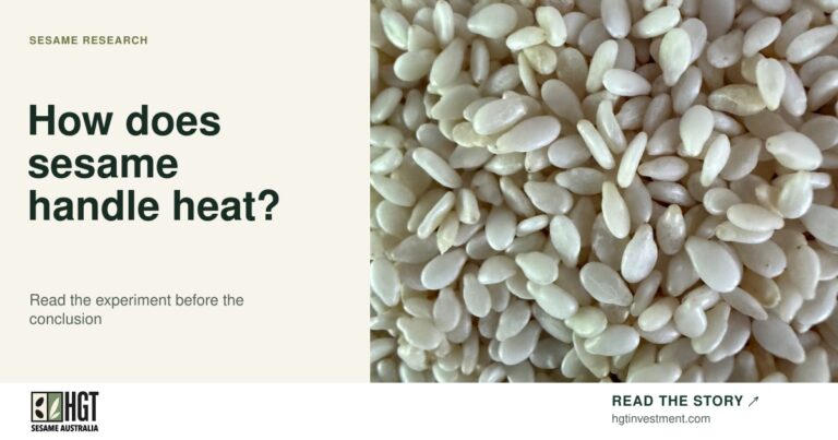 Pale sesame seeds photographed at close range. Sesame Australia article card: How does sesame handle heat?